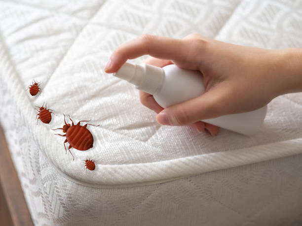 Best Pest Control Treatment  in Dauphin Island, AL