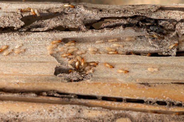 Best Best Pest Control Companies  in Dauphin Island, AL