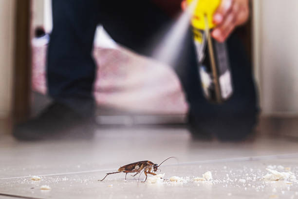 Trusted Dauphin Island, AL Pest Control Experts